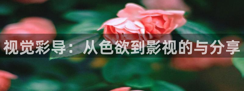 紫可可影视剧电视
